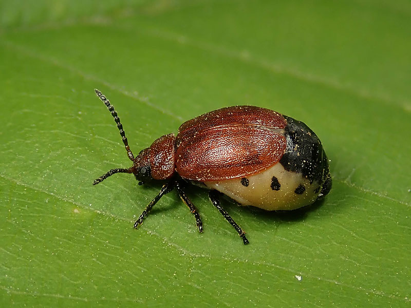 Chrysomelidae: Lochmaea? No, Galeruca (Emarhopa) rufa